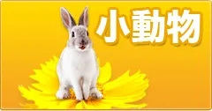 小動物
